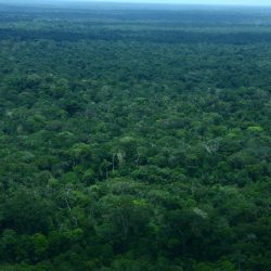 Reflexiones sobre REDD+ en la Amazonia colombiana