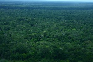 Reflexiones sobre REDD+ en la Amazonia colombiana