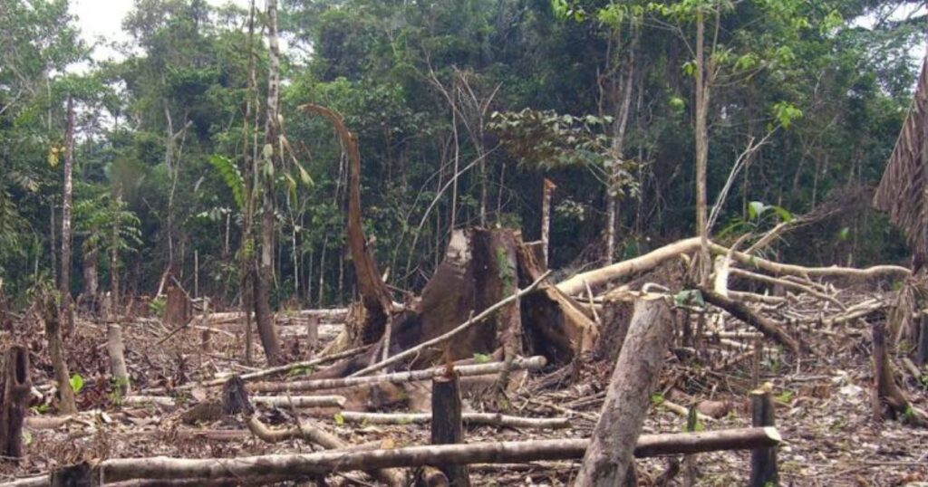 deforestacion en colombia