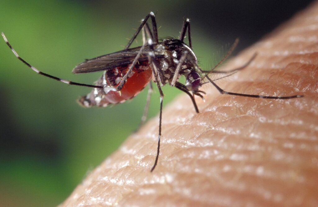 mosquito, female, aedes albopictus-1332382.jpg