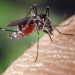 mosquito, female, aedes albopictus-1332382.jpg